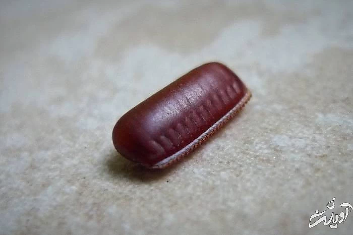 راه هایی برای تشخیص وجود سوسک در خانه علائم سوسک خانه